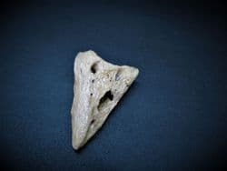 Baby Bison Toe bone