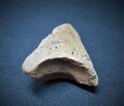 Baby Bison Toe bone