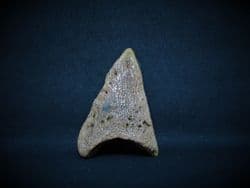 Baby Bison Toe bone