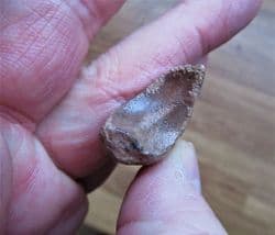 Baby Bison Toe bone