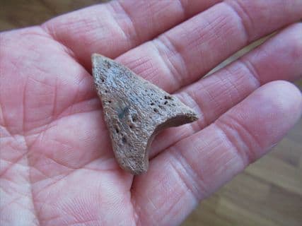 Baby Bison Toe bone