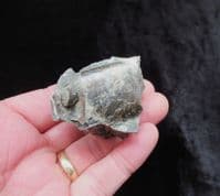 Baculites  compressus (Say 1920)