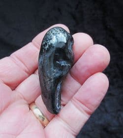 Balaenoptera floridana  Whale Ear bone