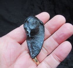 Balaenoptera floridana  Whale Ear bone