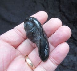 Balaenoptera floridana  Whale Ear bone