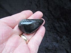 Balaenoptera floridana  Whale Ear bone