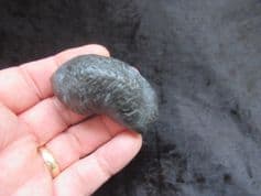 Balaenoptera floridana  Whale Ear bone