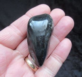 Balaenoptera floridana  Whale Ear bone