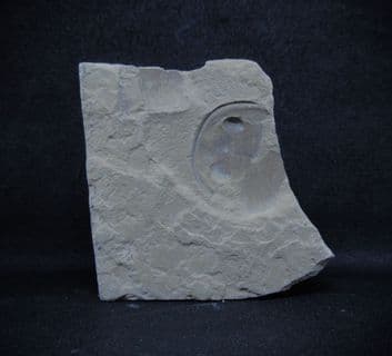 Balteurypterus head shield
