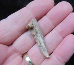 Barracuda jaw from Polk County