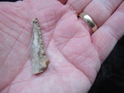 Barracuda jaw from Polk County