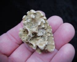 Barroisia anastomosans Faringdon Sponge