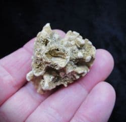 Barroisia anastomosans Faringdon Sponge