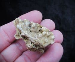 Barroisia anastomosans Faringdon Sponge