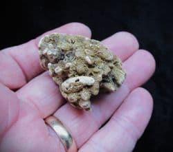 Barroisia anastomosans Faringdon Sponge