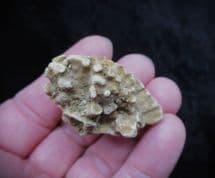 Barroisia anastomosans Faringdon Sponge