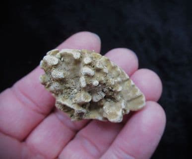 Barroisia anastomosans Faringdon Sponge