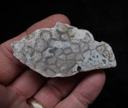 Beautiful Portlandian coral
