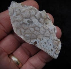 Beautiful Portlandian coral