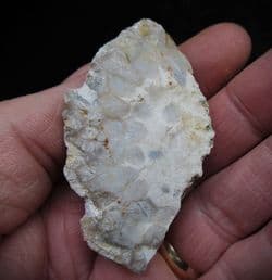 Beautiful Portlandian coral