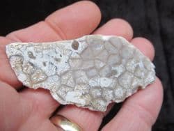 Beautiful Portlandian coral