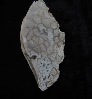 Beautiful Portlandian coral