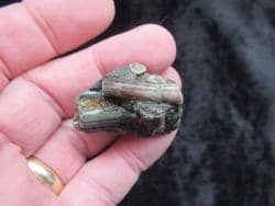 Belemnite Battlefield small example