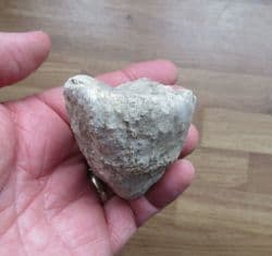 Big Coral from Abingdon