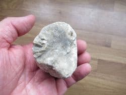 Big Coral from Abingdon