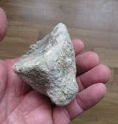 Big Coral from Abingdon