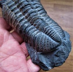 BIG Drotops  Megalomanicus (Struve)