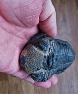 BIG Drotops  Megalomanicus (Struve)