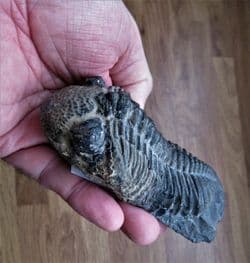 BIG Drotops  Megalomanicus (Struve)