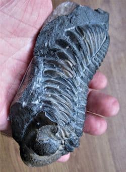 BIG Drotops  Megalomanicus (Struve)