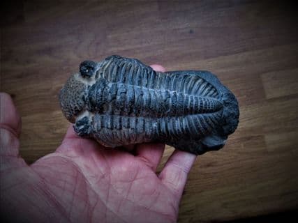 BIG Drotops  Megalomanicus (Struve)