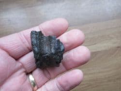 Bison antiquus (Leidy 1852)