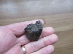 Bison antiquus (Leidy 1852)