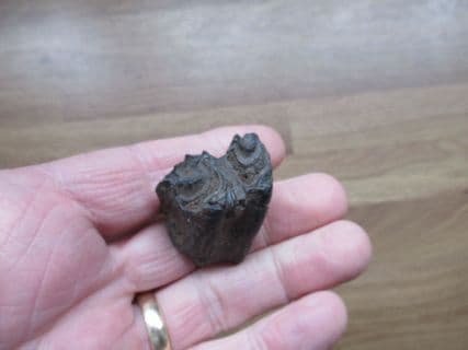 Bison antiquus (Leidy 1852)