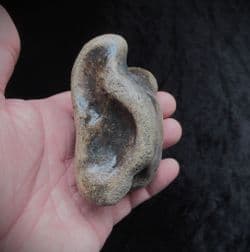 Bison Astragalus ankle bone