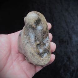 Bison Astragalus ankle bone