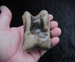 Bison Astragalus ankle bone