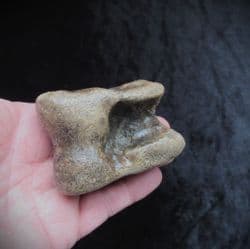Bison Astragalus ankle bone