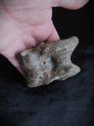 Bison Astragalus ankle bone