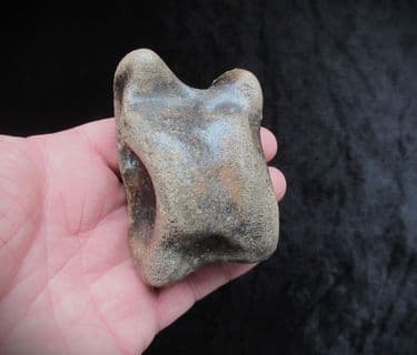 Bison Astragalus ankle bone