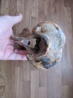 Bison priscus (Bojanus) Axis vertebra