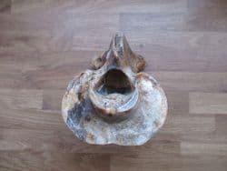 Bison priscus (Bojanus) Axis vertebra