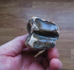 Bison  priscus  (Bojanus) toe bone