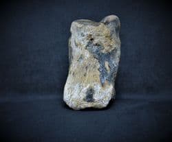 Bison  priscus  (Bojanus) toe bone