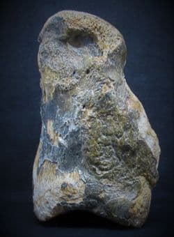 Bison  priscus  (Bojanus) toe bone
