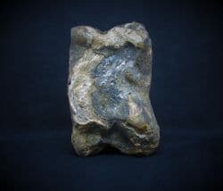 Bison  priscus  (Bojanus) toe bone